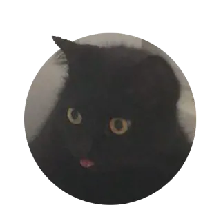 👅 Katze, schwarze Katze, Tier, Haustier, Aufkleber whatsapp sticker