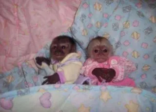 🙈 monkeys, animals, cute, baby, primates telegram sticker