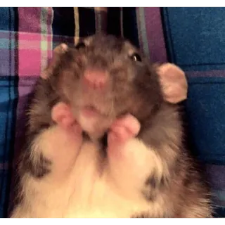 rato meme whatsapp stickers