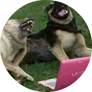 😂 dogs, animals, laptop, aggression, biting telegram sticker