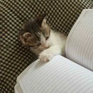 🐈 새끼 고양이, 고양이, 귀여운, 동물, 애완 동물, 책, 집고양이 telegram sticker