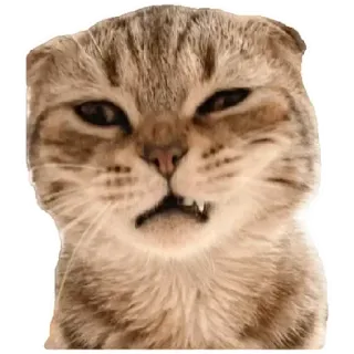 😸 cat, animal, pet, cute, meme, funny, scottish fold telegram sticker