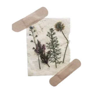 💐 bloemen, botanisch, natuur, plant, gedroogde bloemen, kunst telegram sticker