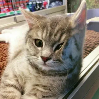 😉 Katze, Kätzchen, süß, Haustier, Tier, Hauskatze, graue Katze telegram sticker