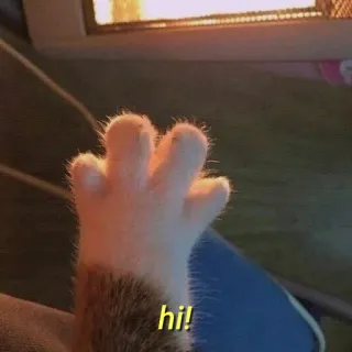 💛 hi! gato, pata, olá, amigável, saudação telegram sticker