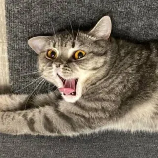 🐱 cat, animal, feline, cute, pet, hissing, angry, gray tabby whatsapp sticker