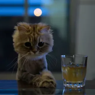 ☹ gato, bebida, lindo, vaso, alcohol telegram sticker
