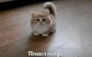 😍 Пошел нахуй cat, kitten, insult, russian, cussing telegram sticker