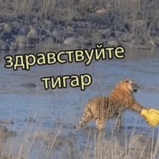 🐕 здравствуйте тигар tigre, saudação, aperto de mão, engraçado, meme telegram sticker