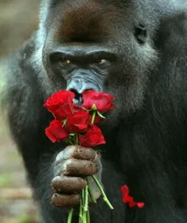 🥀 gorilla, scimmia, animale, rose, fiori, mazzo, natura telegram sticker