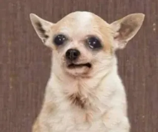 😭 chihuahua, hond, verdrietig, puppy, dier, meme telegram sticker