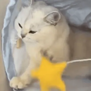 🧶 gato, gatito, mascota, animal, lindo, estrella, juguete whatsapp sticker