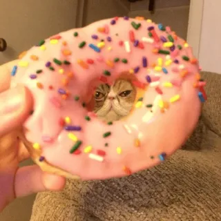 🍩 cat, donut, food, animal, pet, humor telegram sticker