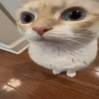 😐 cat, animal, pet, cute, domestic animal, feline whatsapp sticker