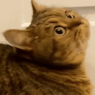 😳 mèo, hài hước, động vật, dễ thương telegram sticker