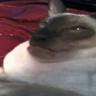 😄 gato, gato siamés, animal, mascota, lindo, animal doméstico telegram sticker