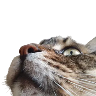 👀 кот, животное, питомец, милый, глаз, нос telegram sticker