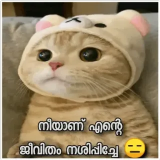 😂 നീയാണ് എന്റെ ജീവിതം നശിപ്പിച്ചത് cat, cute, kitten, meme telegram sticker