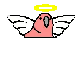 😇 птица, ангел, милый, ореол, крылья, волнистый попугай whatsapp sticker