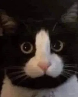 👆 chat, animal, chat tuxedo, drôle, animal de compagnie, mammifère telegram sticker