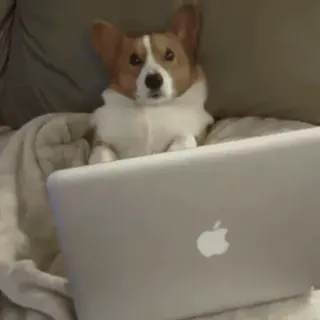 💻 perro, corgi, ordenador, portátil, apple telegram sticker