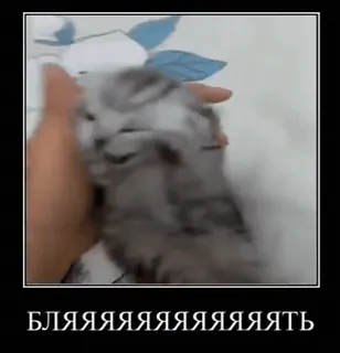 😓 БЛЯЯЯЯЯЯЯЯЯЯЯЯЯЯТЬ gato, gatinho, russo, palavrão, ofensivo, meme, animal whatsapp sticker