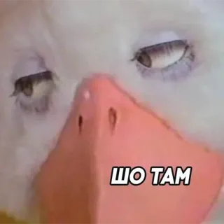 🤔 ШО ТАМ anatra, meme, animale, divertente, testo telegram sticker