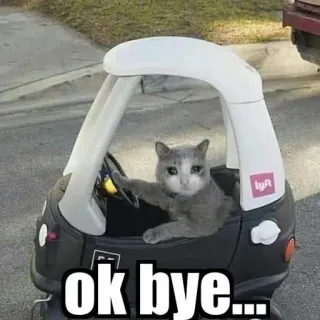 😩 ok bye... gato, coche, conduciendo, animal, lindo, Lyft telegram sticker
