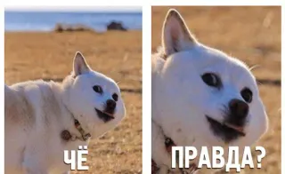 😳 ЧЁ
ПРАВДА? dog, meme, animal, humor, russian telegram sticker