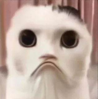 ☹️ gatto, triste, animale, meme, carino telegram sticker