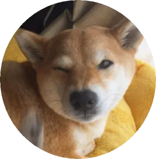😉 개, 동물, 애완동물, 시바견, 귀여운, 윙크 telegram sticker