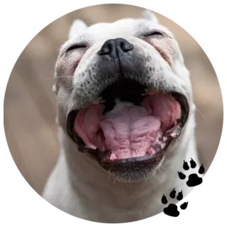🐶 собака, домашнее животное, животное, французский бульдог, отпечатки лап telegram sticker