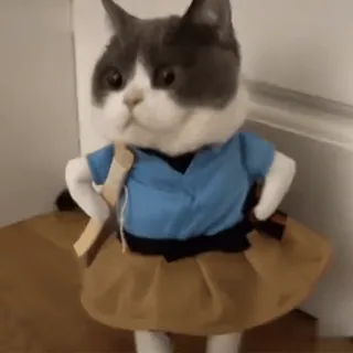 ❤️ cat, animal, pet, cute, funny, dress up, kitten, kitty whatsapp sticker