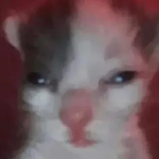 😑 kot, kociak, zwierzę, zwierzak, słodki whatsapp sticker