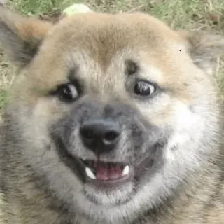 ✳️ dog, animal, meme, pet, funny, shiba inu whatsapp sticker