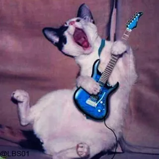 🎸 @LBS01 gato, guitarra, música, animal, divertido, meme whatsapp sticker