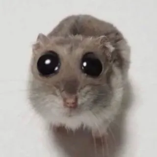 🥺 Hamster whatsapp sticker