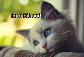 😔 Im a bit sad kucing, sedih, anak kucing, hewan peliharaan, mata biru, meme telegram sticker