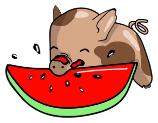 😍 cerdo, sandía, comida, animal, lindo, dibujos animados, verano whatsapp sticker