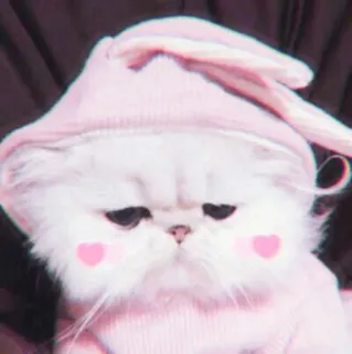 🍓 gato, gatito, lindo, animal, mascota, rosa, corazones telegram sticker