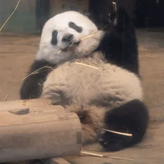 🐼 Panda, Animal, Lindo, Fauna, Mamífero, Oso telegram sticker