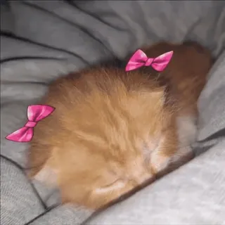 🎀 gatinho, gato, animal de estimação, animal, laços whatsapp sticker