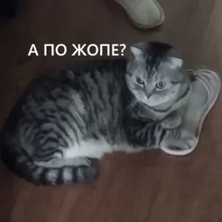 👿 А ПО ЖОПЕ? cat, funny, joke, russian, meme telegram sticker