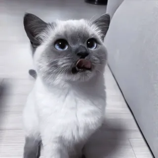 🐈 kot, kot syjamski, zwierzę domowe, zwierzę, słodki, liżący, kot domowy telegram sticker