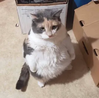 😶 cat, cute, animal, domestic, pet whatsapp sticker