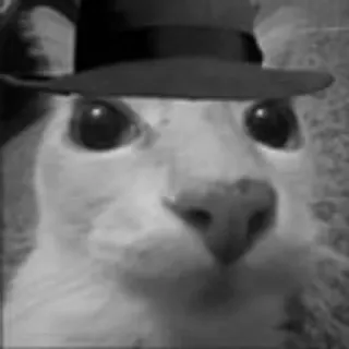 🕵️‍♂️ Katze, Hut, Tier, Schwarzweiß, Haustier telegram sticker