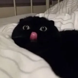 😋 猫, 黒猫, 動物, ペット, 可愛い, 舌, 舐める telegram sticker