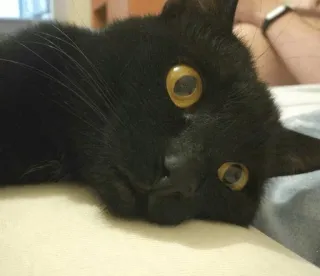 ☹ gato, gato preto, animal, animal de estimação, fofo, animal doméstico, felino whatsapp sticker