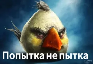 🌟 Попытка не пытка vogel, wütend, russisch, text, zeichen, illustration whatsapp sticker