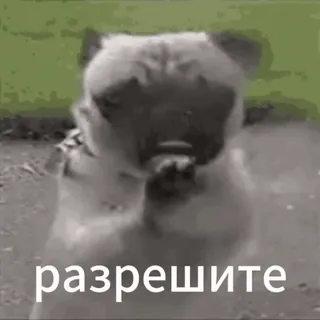 🤣 pug разрешите pug, dog, begging, meme, cute, funny dog telegram sticker